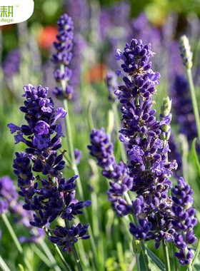 紫色薰衣草种子香草种籽盆栽春季秋四季阳台室内外灵香草花卉种孑