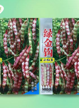 东北绿金钩豆角种籽四季种植