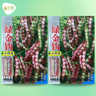 东北绿金钩豆角种籽软面无筋菜豆种子春夏秋四季阳台盆栽蔬菜种孑