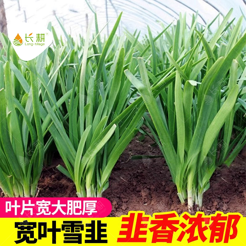 山东宽叶四季根苗蔬菜种孑雪韭