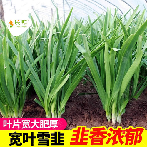 山东宽叶四季根苗蔬菜种孑雪韭