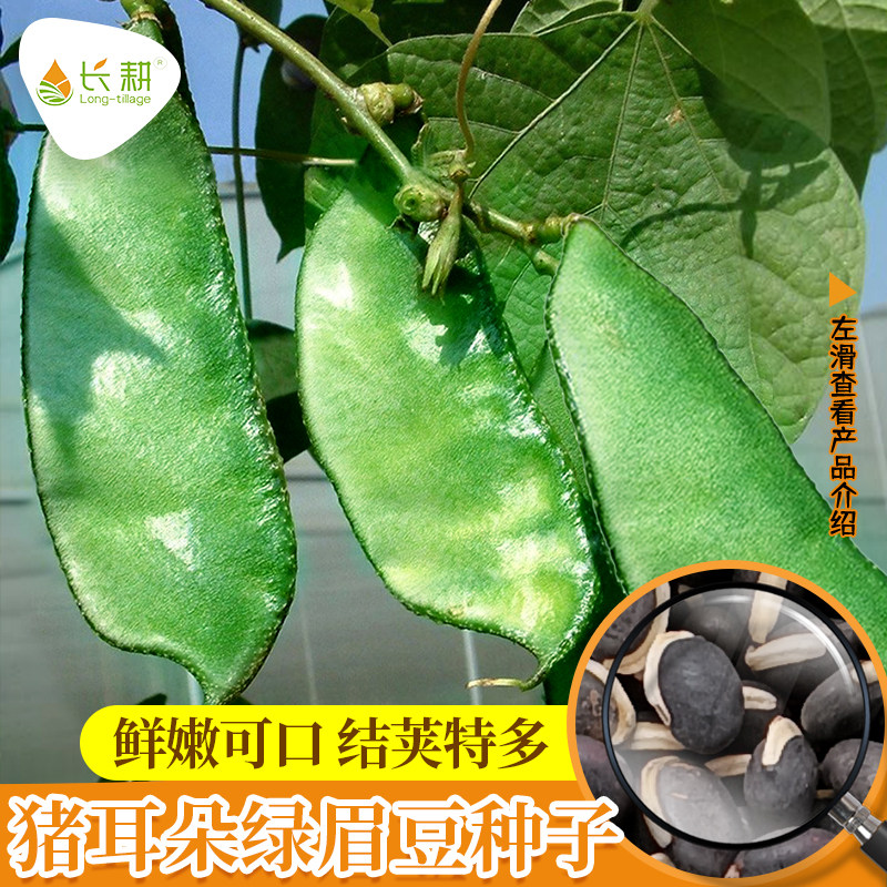 绿眉豆种子苗猪耳朵扁豆种籽农家庭院菜园高产架豆春夏四季蔬菜孑