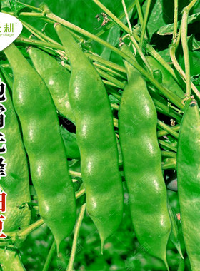 地霸先锋油豆种子无架地油豆