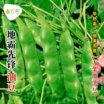 地霸先锋油豆种子无架地油豆