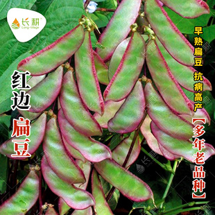 豆角农家早熟紫眉豆种孑春秋庭院蔬菜籽 早生红边扁豆种子高产四季