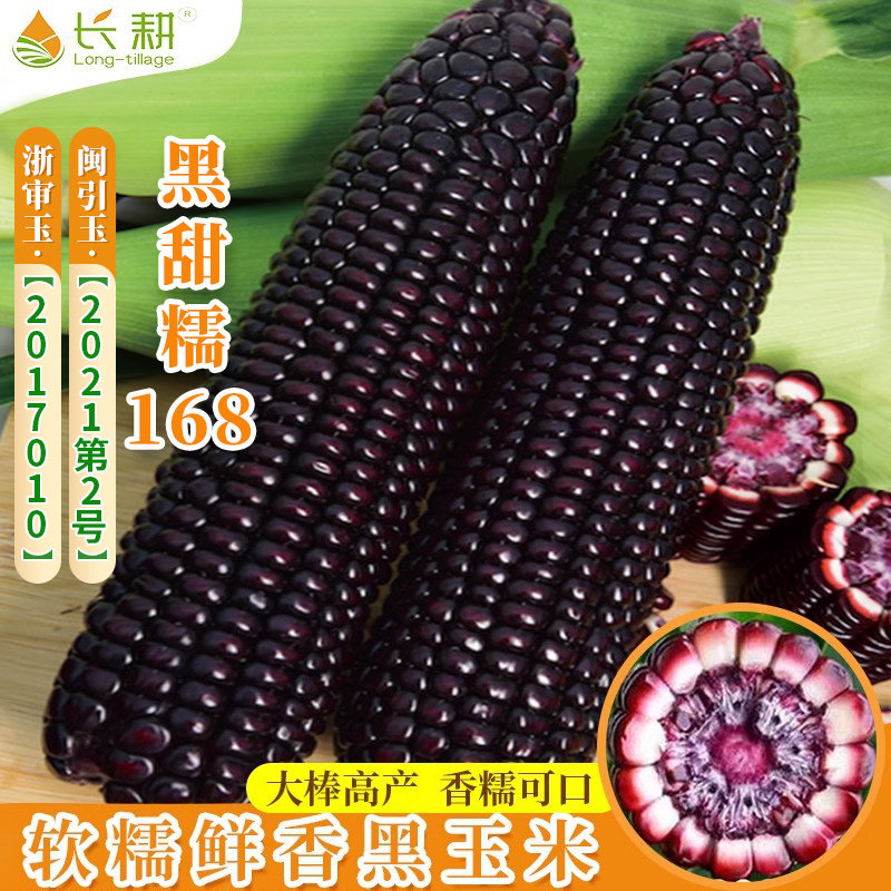 黑甜糯玉米种子188黑玉米种籽高产春四季播168玉米特大粘甜孑种籽