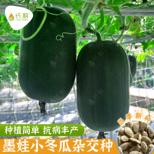 利农黑娃小冬瓜种子杂交黑皮冬瓜种籽春秋四季阳台糯东瓜白瓜种孑