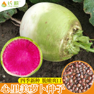 心里美萝卜种子种籽春秋四季 播盆栽红心水果萝卜种子大全蔬菜种孑