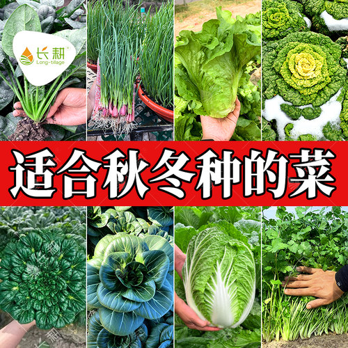 适合秋冬种的蔬菜各种菜籽青菜籽