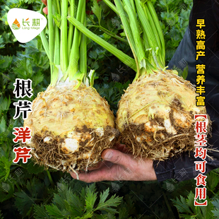 根芹种子荷兰芹菜种籽春秋四季蔬菜阳台菜籽芹菜孑根栽培籽种鲜食