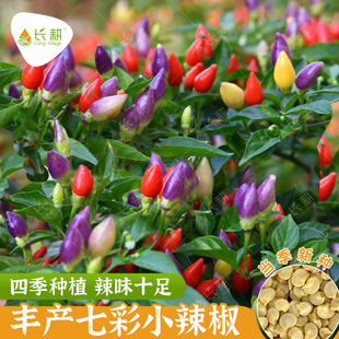 七彩辣椒种子春秋四季盆栽五彩小泡椒种籽杂交大田超辣蔬菜种孑苗