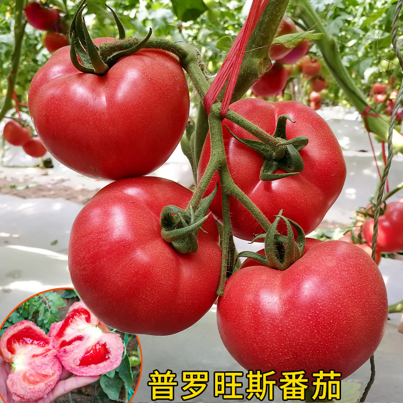 普罗旺斯西红柿种子水果番茄种籽高产四季播荷兰进口番茄蔬菜种孑
