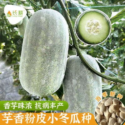 芋香小冬瓜种子杂交粉糯冬瓜种籽春秋四季阳台南方冬瓜盅蔬菜种孑