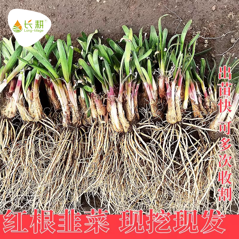 韭菜根大宽叶红根阳台盆栽蔬菜籽