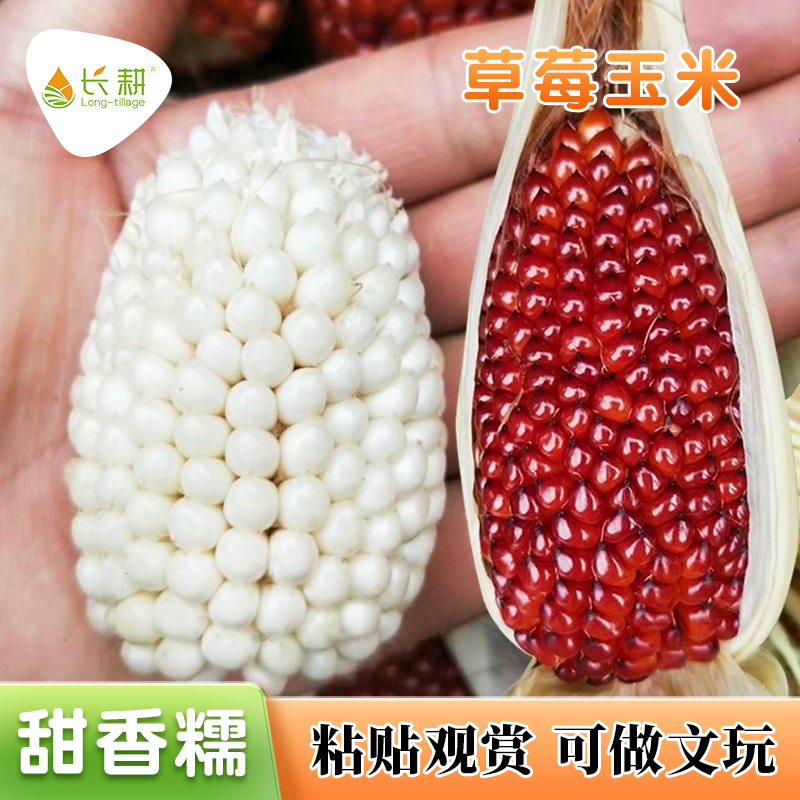 草莓水果玉米种子文玩玉米种籽超甜春秋四季家庭盆栽把玩蔬菜种孑