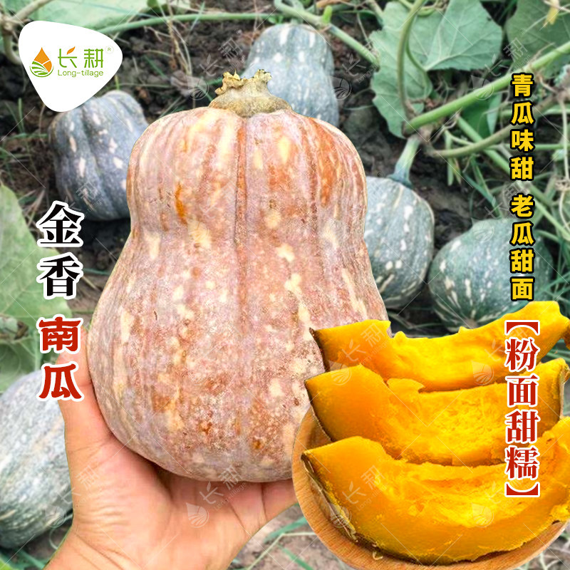 蜜香南瓜种子密本贝贝迷你小南瓜种籽板栗味高产粉糯香甜食用四季