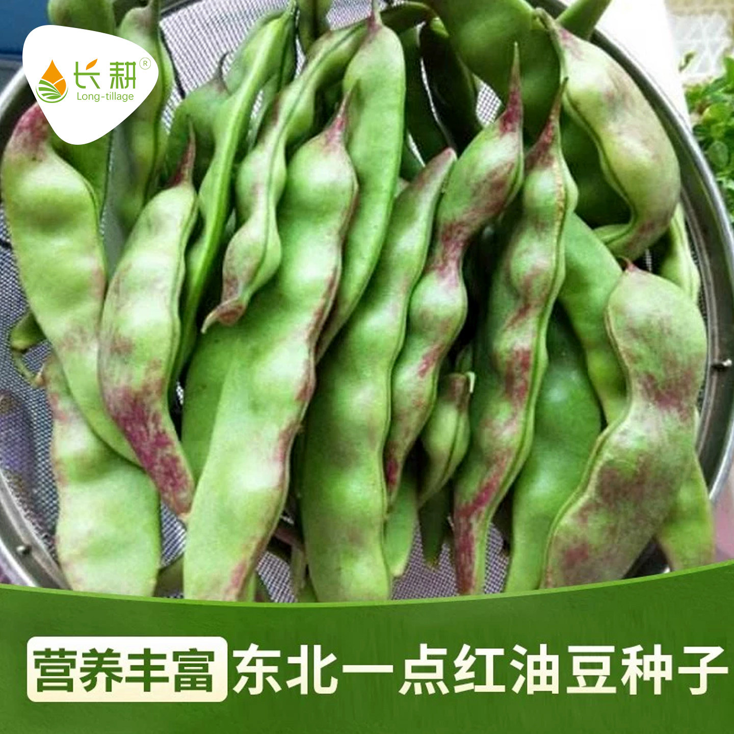 黑龙江油豆角四季青蔬菜种子图片