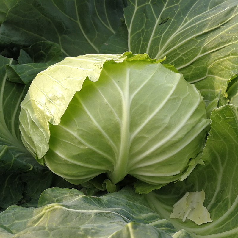 夏丽绿甘蓝种子耐热包菜种籽抗热夏播四季大头菜卷心菜包心菜种孑