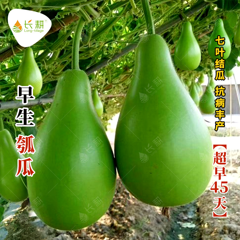 极早生瓠瓜种子大果菜葫芦种籽春秋四季南方食用葫芦蒲瓜蔬菜种孑