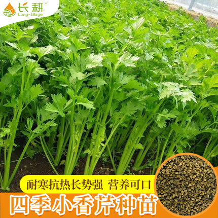 四季芹菜种子大全苗小香芹种籽春夏秋阳台农家水芹菜蔬菜种孑秧苗