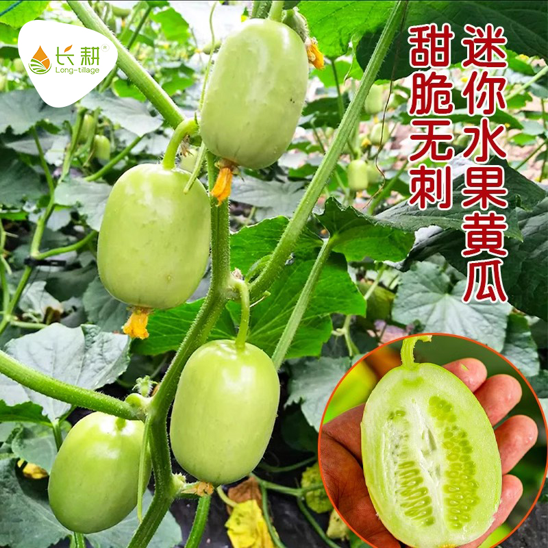 迷你水果黄瓜种子金童四季蔬菜