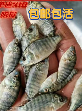 广东罗非鱼罗非鱼苗特大