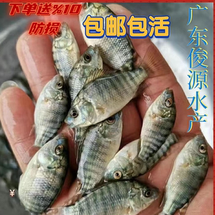 罗非鱼苗特大脆肉罗非鱼苗新吉富罗非鱼海南一号罗非苗