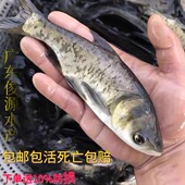 大头鱼苗胖头淡水养殖鳊雄白鲢冷水观赏鱼活体麻鲢鳙鱼苗花鲢鱼苗