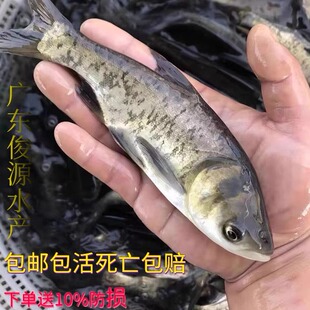 大头鱼苗胖头淡水养殖鳊雄白鲢冷水观赏鱼活体麻鲢鳙鱼苗花鲢鱼苗