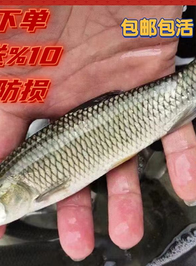 草鱼苗特大草鱼苗四大家鱼