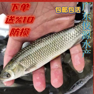 草鱼鱼苗活体草皖鱼苗半斤食蚊鱼大苗四大家鱼草鱼苗脆肉鲩鱼苗
