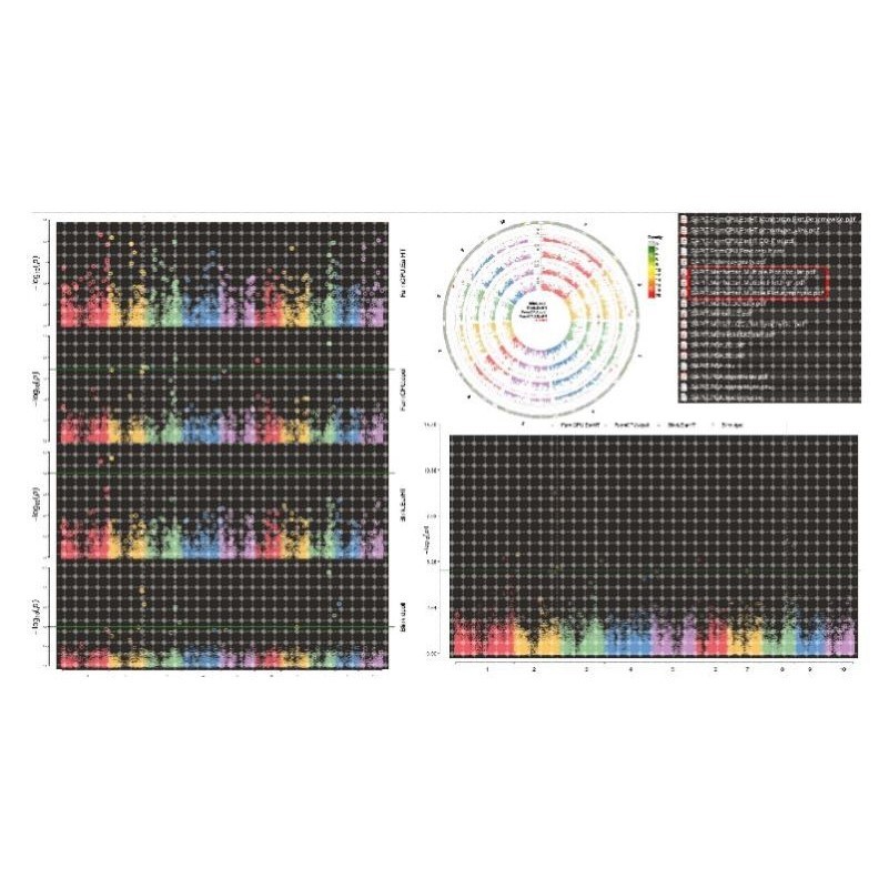 GWAS 孟德尔随机化 meta 共定位 SMR教学和代做