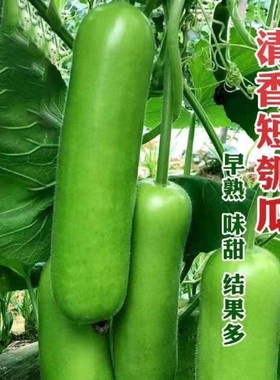 清香甜瓠瓜西葫芦秧苗春季播