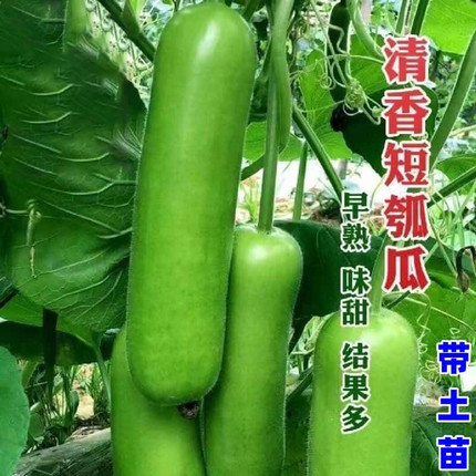 清香瓠瓜秧苗菜苗葫芦苗西葫芦瓠瓜葫芦短棒甜瓠瓜瓠子瓜春季蔬菜