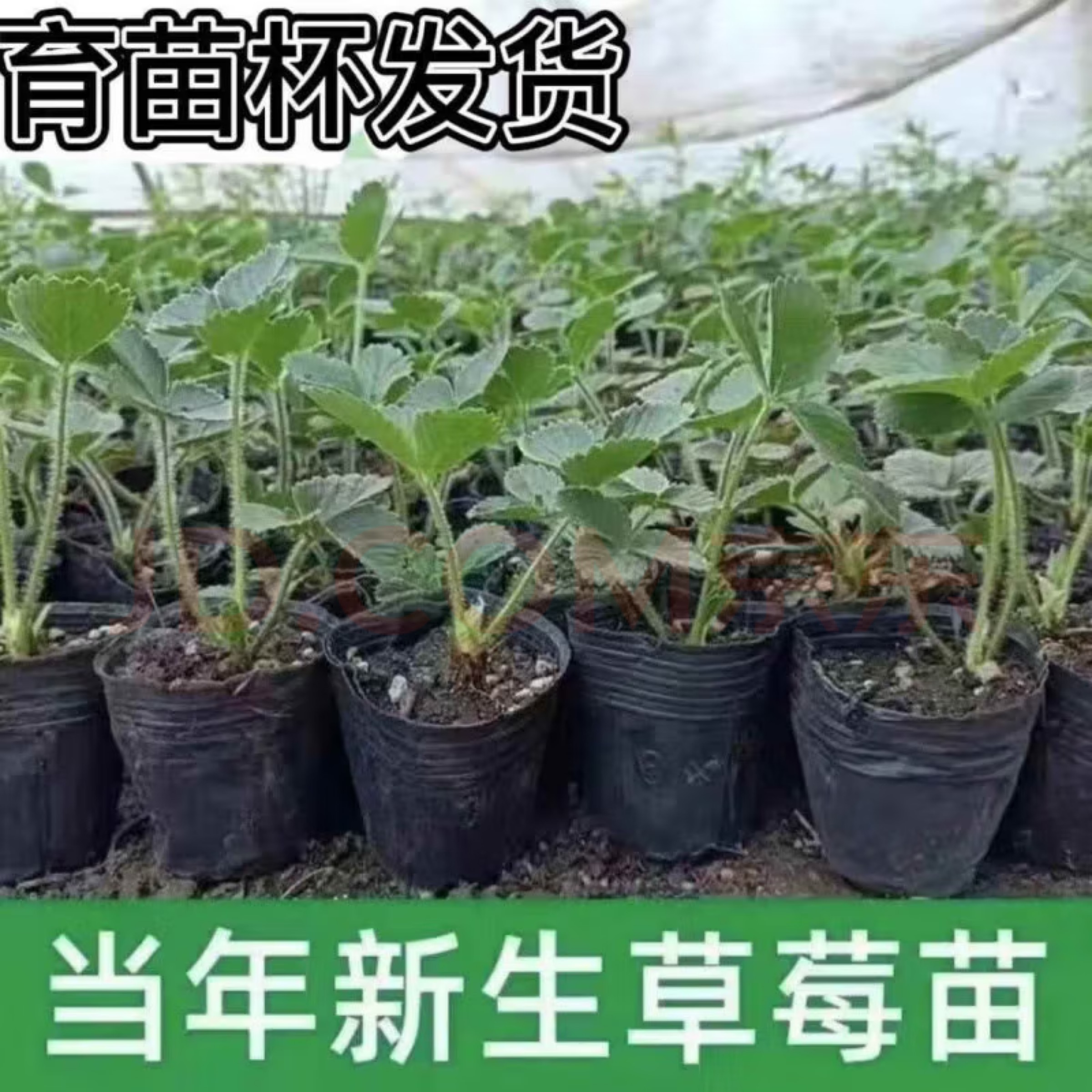草莓土杯苗奶油盆栽食用带土带盆牛奶特大棚露天秧苗阳台当年结果