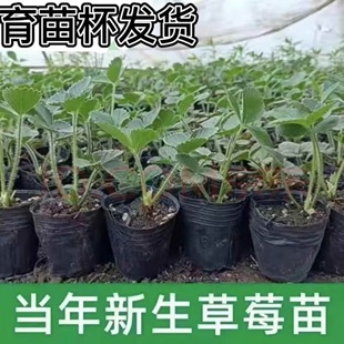 草莓土杯苗奶油盆栽食用带土带盆牛奶特大棚露天秧苗阳台当年结果