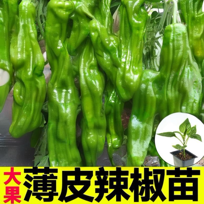 薄皮辣椒苗秧苗线椒种籽螺丝杭椒种子南方种植春季蔬菜苗种孑大全图片