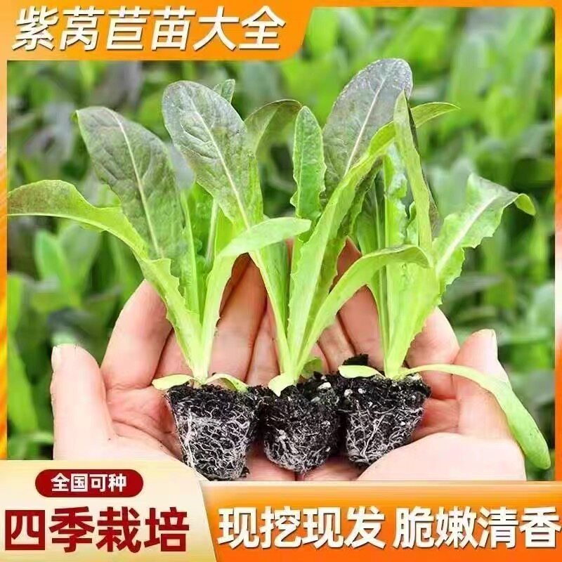 秋冬耐寒香脆红皮紫叶莴笋苗