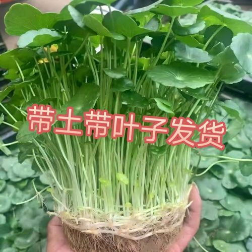 铜钱草水培水养招财办公室桌面盆栽金钱草花卉室内水养绿植吸甲醛