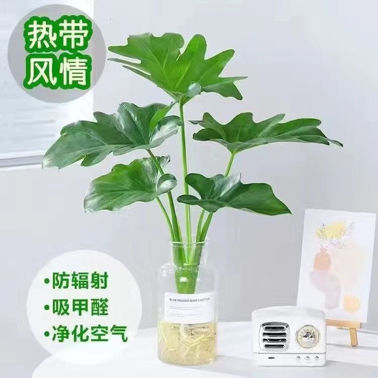 春羽盆栽春雨大叶水培室内花卉四季常绿观叶植物耐寒办公桌绿植