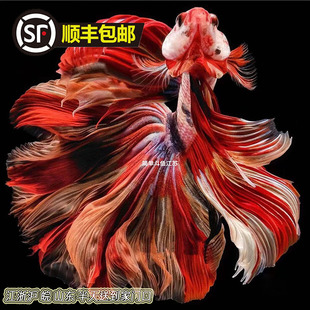 泰国斗鱼糖果深色彩虹观赏鱼淡水好养耐活体小型鱼缸热带宠物鱼