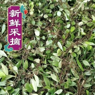 新鲜抱石莲石瓜子鱼鳖草抱树莲瓜子草金龟藤贵州产地直发包邮