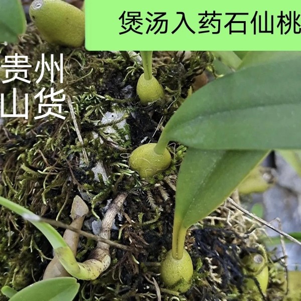 贵州石山单叶大果石橄榄煲汤果上叶石仙桃优质品500克包邮