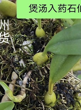 贵州石山单叶大果石橄榄煲汤果上叶石仙桃优质品500克包邮