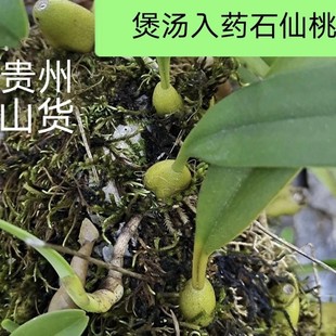 贵州石山单叶大果石橄榄煲汤果上叶石仙桃优质品500克包邮