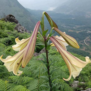 贵州新鲜野百合包邮土特产可食用5斤3斤2可晒干微苦特大老百合蒜