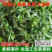 2026年广西茶新鲜茶叶原料未加工鲜叶嫩芽可打恭城油茶打擂茶一斤