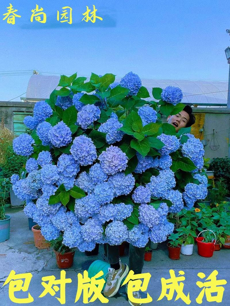 绣球花苗盆栽室内阳台庭院植物四季开花卉无尽夏带花苞耐寒老桩秀