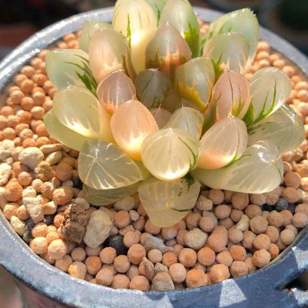 冰灯水晶 玉露多肉植物 组合十二卷新手四季室内好养易活送土