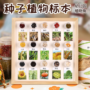 幼儿园种子植物标本认知手工diy制作早教益智玩具儿童科学启蒙
